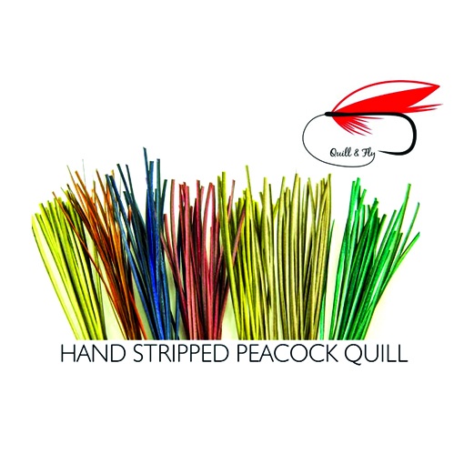 Hand Stripped Peacock Quills